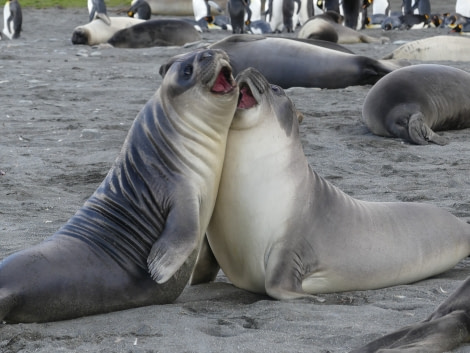 PLA23-18, 10 DEC, Fighting Elephant Seals -Oceanwide Expeditions.jpg