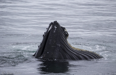 PLA25-18 DANCO & BROWN, humpback -Oceanwide Expeditions.jpg