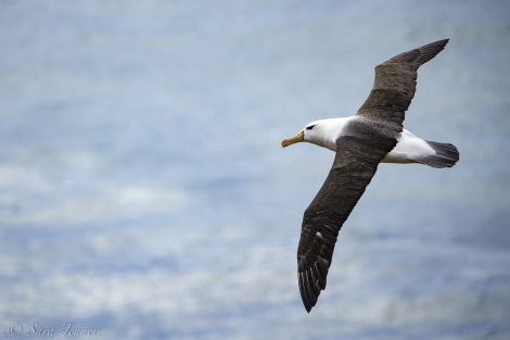 PLA23-18, 7 DEC, Black-browed albatross -Oceanwide Expeditions.jpg