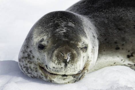 PLA24-18, 5th leopard seal -Oceanwide Expeditions.jpg