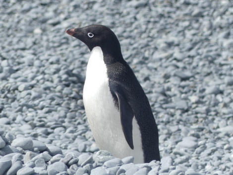 PLA23-18, 14 DEC, Adelie Penguin -Oceanwide Expeditions.JPG