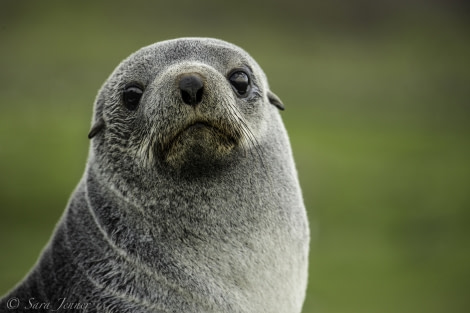 PLA23-18, 10 DEC, fur seal -Oceanwide Expeditions.jpg