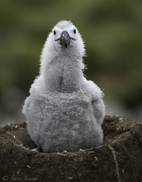 PLA25-18 FALKLANDS, chick -Oceanwide Expeditions.jpg