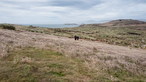 PLA25-18 FALKLANDS, 20190111_SandraPetrowitz_L1060503 -Oceanwide Expeditions.jpg