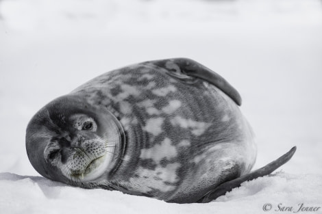 PLA25-18 HALF MOON & DECEPTION, Weddell seal -Oceanwide Expeditions.jpg