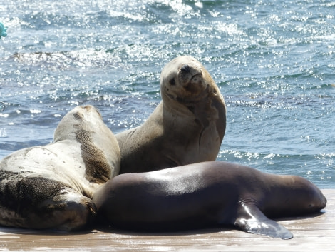 PLA23-18, 6 DEC, Sealions at Stanley jetty_Victoria-Salem -Oceanwide Expeditions.JPG