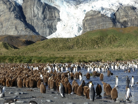 PLA23-18, 12 DEC, Gold Harbour penguins -Oceanwide Expeditions.jpg