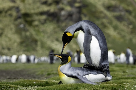 PLA23-18, 9 DEC, mating penguins -Oceanwide Expeditions.jpg