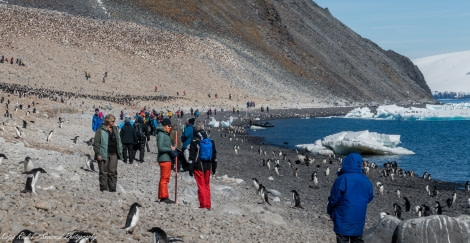 PLA24-18, 4th Penguin+People -Oceanwide Expeditions.jpg