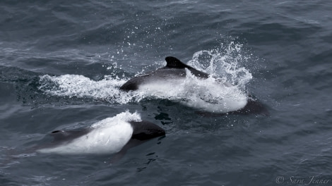 PLA25-18 FALKLANDS, dolphins -Oceanwide Expeditions.jpg