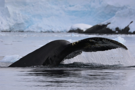 PLA25-18 ENTERPRISE & PORTAL, fluke_pippa -Oceanwide Expeditions.jpg