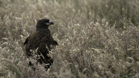 PLA25-18 FALKLANDS, caracara -Oceanwide Expeditions.jpg