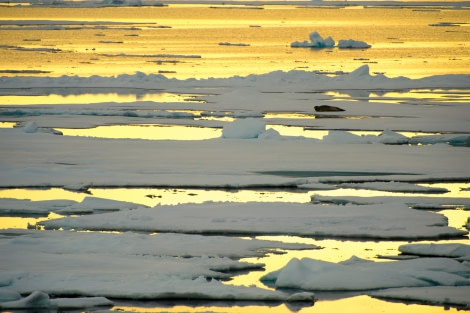 Around Spitsbergen, Kvitoya, August © Zoutfotografie-Oceanwide Expeditions (136) - kopie.JPG