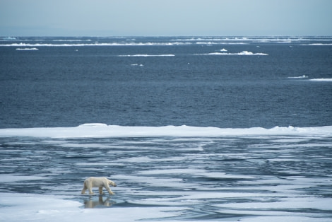 Around Spitsbergen, Kvitoya, August © Zoutfotografie-Oceanwide Expeditions (127).JPG