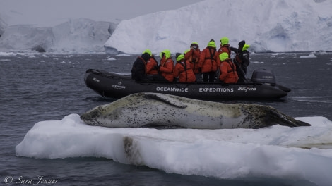 PLA27-19, Day 6 Leopard Seal 2 - Oceanwide Expeditions.jpg