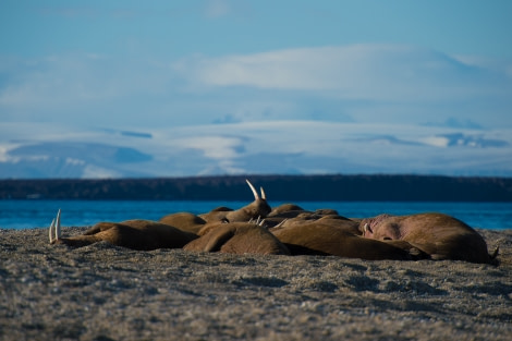 Around Spitsbergen, Kvitoya, August © Zoutfotografie-Oceanwide Expeditions (221) - kopie.JPG