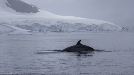 PLA27-19, Day 6 Minke Whale 1 - Oceanwide Expeditions.jpg