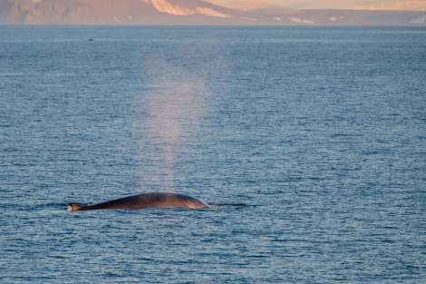 Around Spitsbergen, Kvitoya, August © Zoutfotografie-Oceanwide Expeditions (158) - kopie.JPG