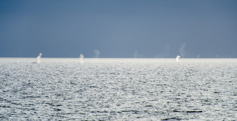 Around Spitsbergen, Kvitoya, August © Zoutfotografie-Oceanwide Expeditions (300).JPG