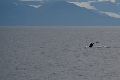 Around Spitsbergen, Kvitoya, August © Zoutfotografie-Oceanwide Expeditions (305).JPG