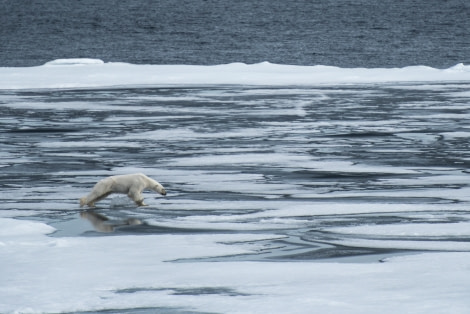 Around Spitsbergen, Kvitoya, August © Zoutfotografie-Oceanwide Expeditions (128).JPG