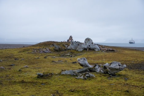 Around Spitsbergen, Kvitoya, August © Zoutfotografie-Oceanwide Expeditions (322).JPG