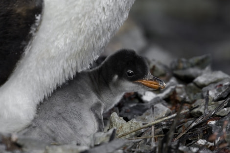 PLA26-19, 03 Feb- Gentoo chick - Oceanwide Expeditions.jpg