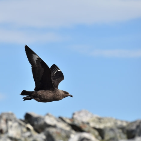 PLA28-19, Skua - Oceanwide Expeditions.JPG