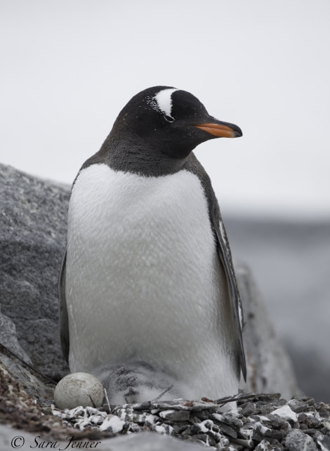 PLA27-19, Day 5 Gentoo 10 - Oceanwide Expeditions.jpg