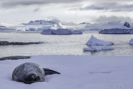 PLA26-19, 04 Feb- Weddell Seal - Oceanwide Expeditions.jpg