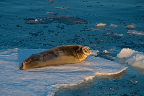 Around Spitsbergen, Kvitoya, August © Zoutfotografie-Oceanwide Expeditions (278) - kopie.JPG