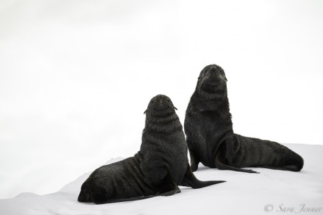 PLA27-19, Day 7 Fur seal - Oceanwide Expeditions.jpg