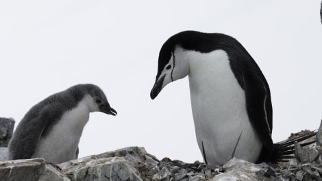 PLA27-19, Day 7 Chinstrap and chick - Oceanwide Expeditions.jpg