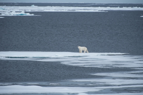 Around Spitsbergen, Kvitoya, August © Zoutfotografie-Oceanwide Expeditions (122).JPG