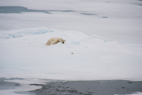 Around Spitsbergen, Kvitoya, August © Zoutfotografie-Oceanwide Expeditions (75).JPG