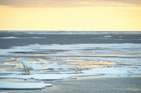 Around Spitsbergen, Kvitoya, August © Zoutfotografie-Oceanwide Expeditions (81).JPG