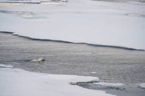 Around Spitsbergen, Kvitoya, August © Zoutfotografie-Oceanwide Expeditions (78).JPG