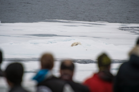 Around Spitsbergen, Kvitoya, August © Zoutfotografie-Oceanwide Expeditions (70).JPG