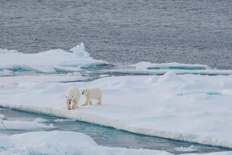 Polar bears on the pack © Frances Draskau - Oceanwide Expeditions