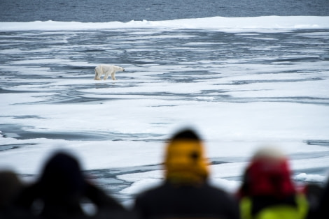 Around Spitsbergen, Kvitoya, August © Zoutfotografie-Oceanwide Expeditions (129).JPG