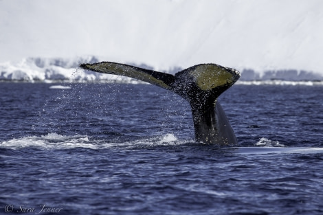 PLA28-19, Humpback - Oceanwide Expeditions.jpg