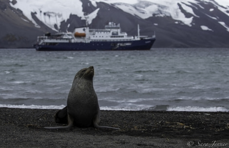 PLA28-19, Fur seal 2 - Oceanwide Expeditions.jpg