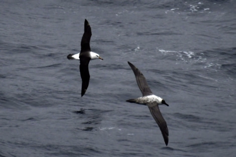 PLA26-19, 05 Feb- Albatros - Oceanwide Expeditions.jpg