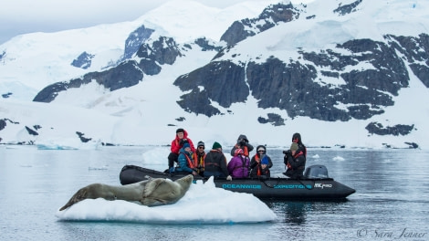 PLA26-19, 02 Feb- Leopard seal and guests 1 - Oceanwide Expeditions-bw.jpg