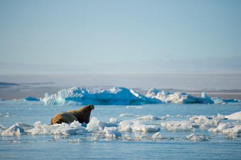 Around Spitsbergen, Kvitoya, August © Zoutfotografie-Oceanwide Expeditions (250) - kopie.JPG