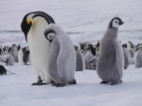 Emperor penguins, Snow Hill Island, Weddell Sea, November © Sebastiaan Schijf-Oceanwide Expeditions (3).JPG