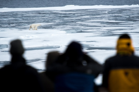 Around Spitsbergen, Polar bear on the pack ice © Zoutfotografie-Oceanwide Expeditions.JPG