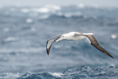 OTL30-19, Ross Wheeler 07 Feb 2019 - southern royal albatross 2 - Oceanwide Expeditions.jpg