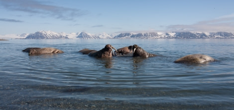 Poolepynten - Prins Karls Forland-9198  © Troels Jacobsen-Oceanwide Expeditions.jpg