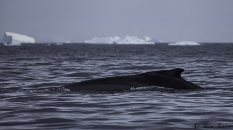 PLA27-19, Day 7 Humpback - Oceanwide Expeditions.jpg